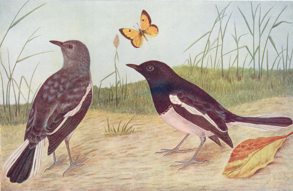 Associate Product BIRDS OF INDIA. Indian Magpie-Robin Dayal (Copsychus saularis) 1924 old print