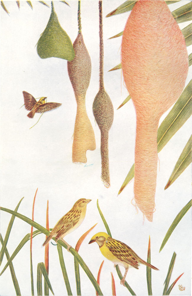 BIRDS OF INDIA. The Weaver-Bird or Baya (Ploceus Philippinus) 1924 old print