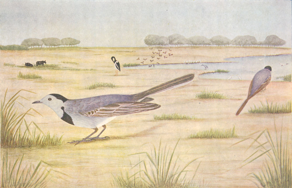 BIRDS OF INDIA. The White Wagtail (Motacilla alba) 1924 old vintage print