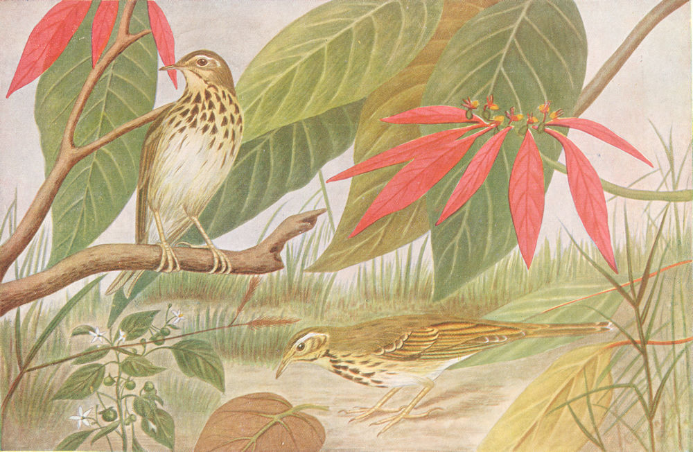 Associate Product BIRDS OF INDIA. The Indian Tree-Pipit (Anthus hodgsoni) 1924 old vintage print