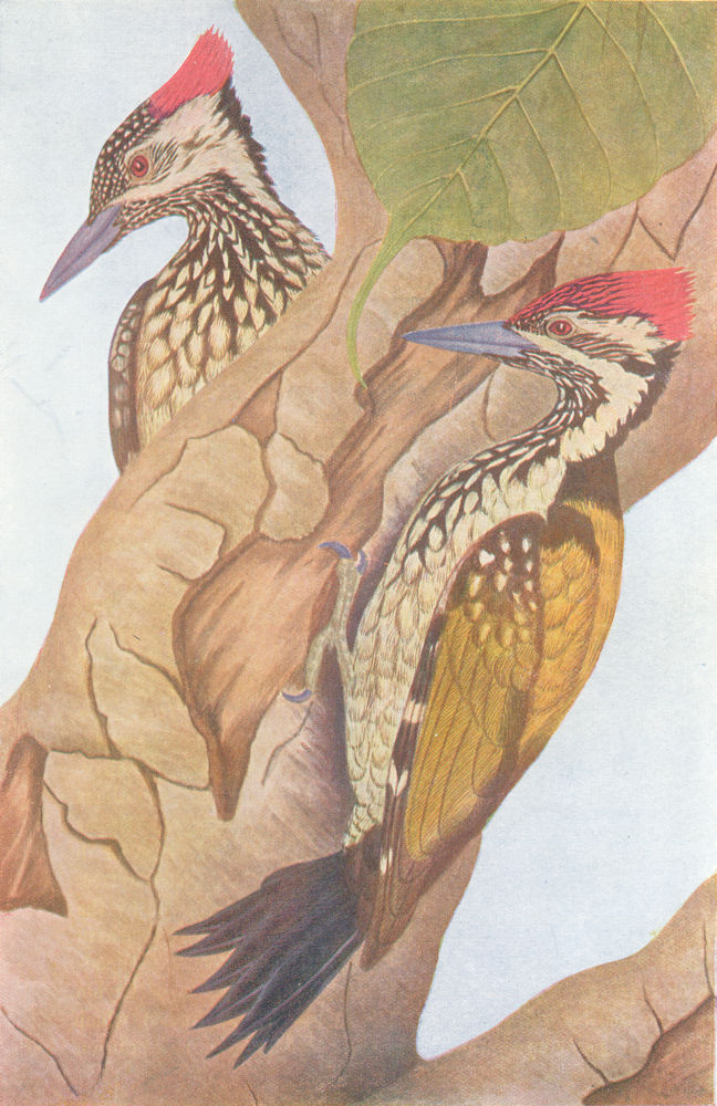 Associate Product BIRDS OF INDIA. Northern golden-backed Woodpecker(Brachypternus aurantius) 1924