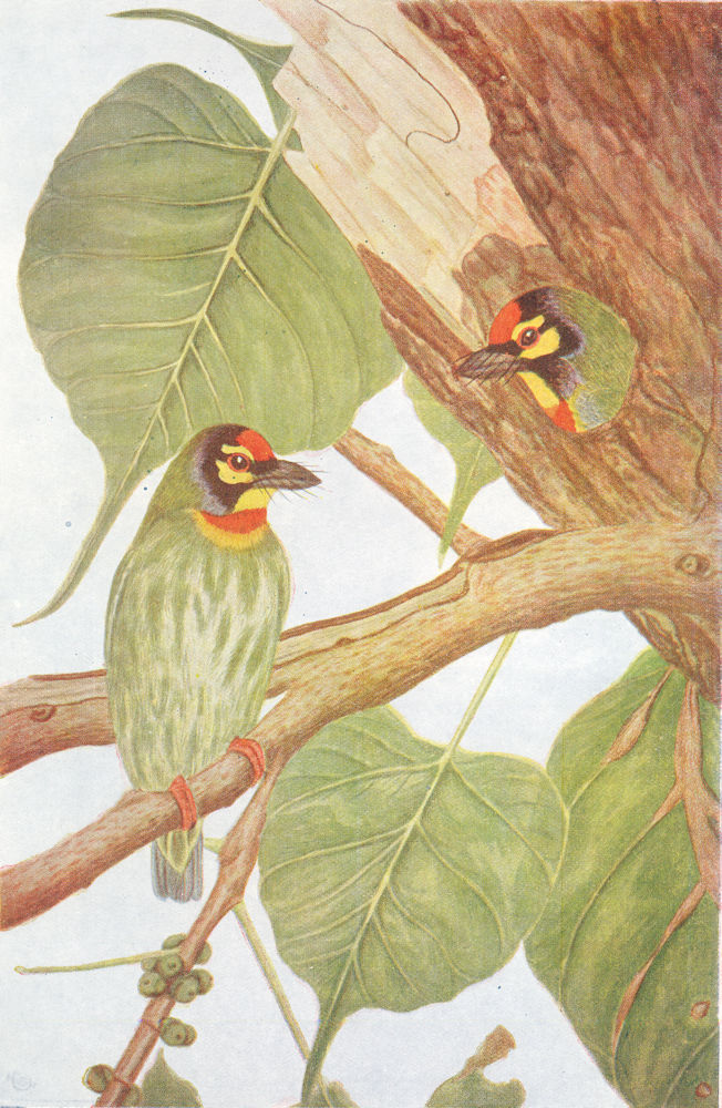 Associate Product BIRDS OF INDIA. Coppersmith (Xantholaema haemacephala indica) 1924 old print