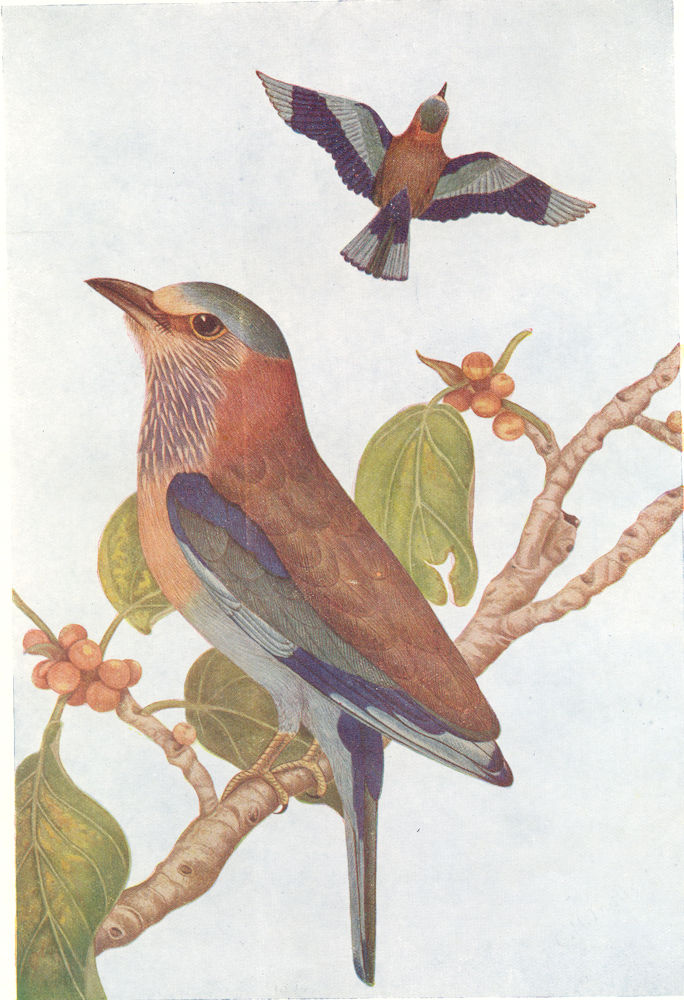 BIRDS OF INDIA. Northern Indian Roller (Coracias benghalensis) 1924 old print
