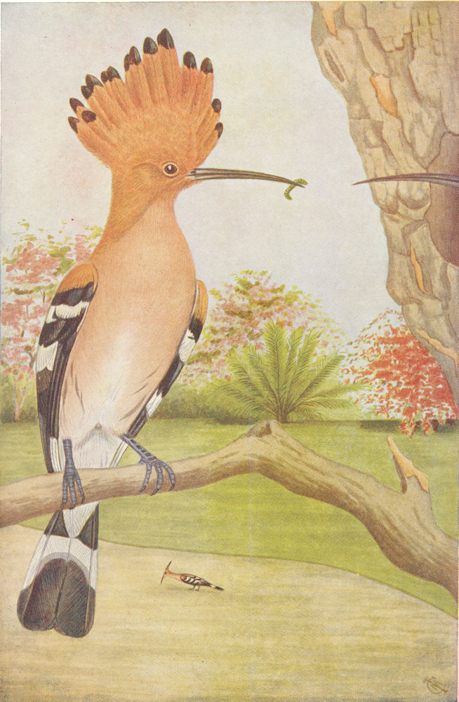 BIRDS OF INDIA. The Indian Hoopoe (Upupa epops orientalis) 1924 old print