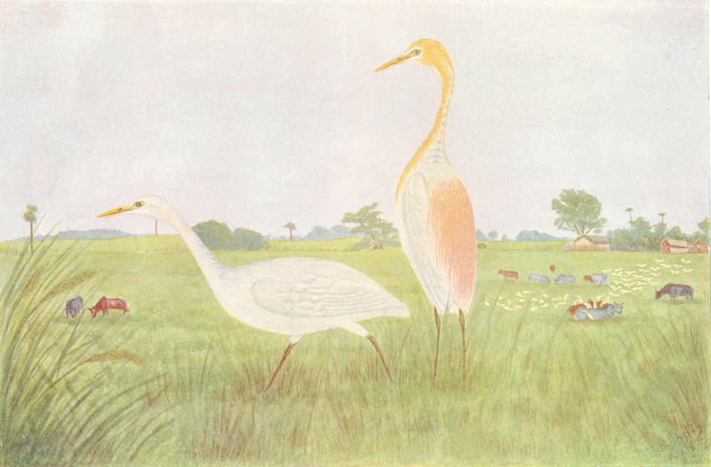 Associate Product BIRDS OF INDIA. The Cattle Egret (Bubulcus ibis coromandus) 1924 old print