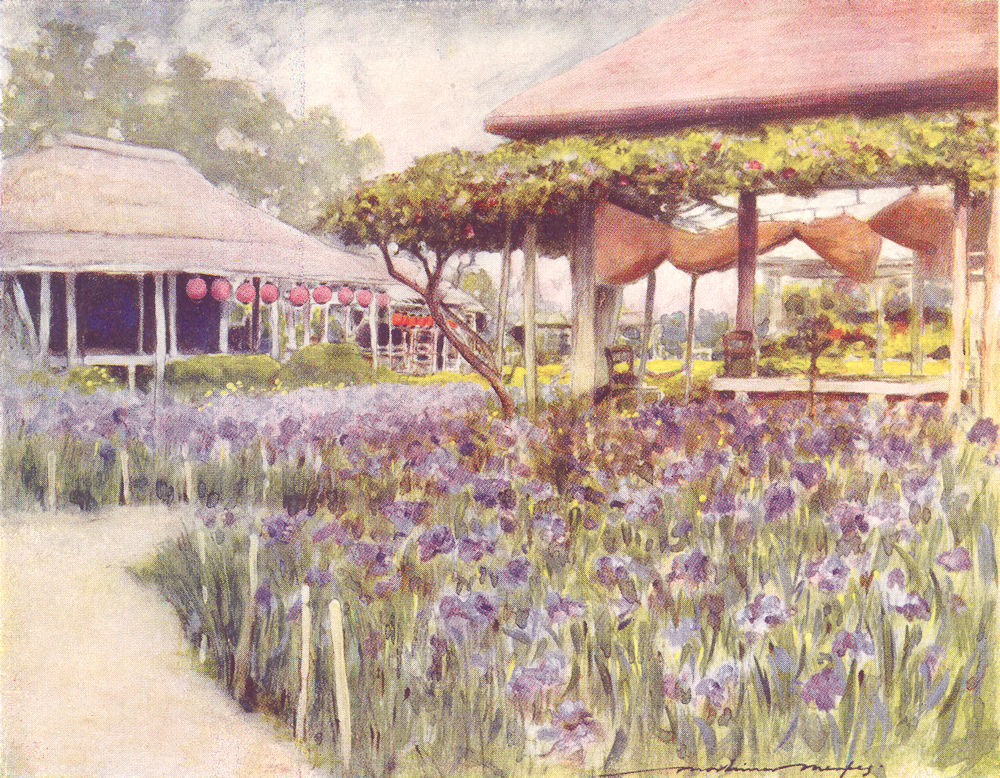 JAPAN. An Iris garden, Japan 1920 old antique vintage print picture