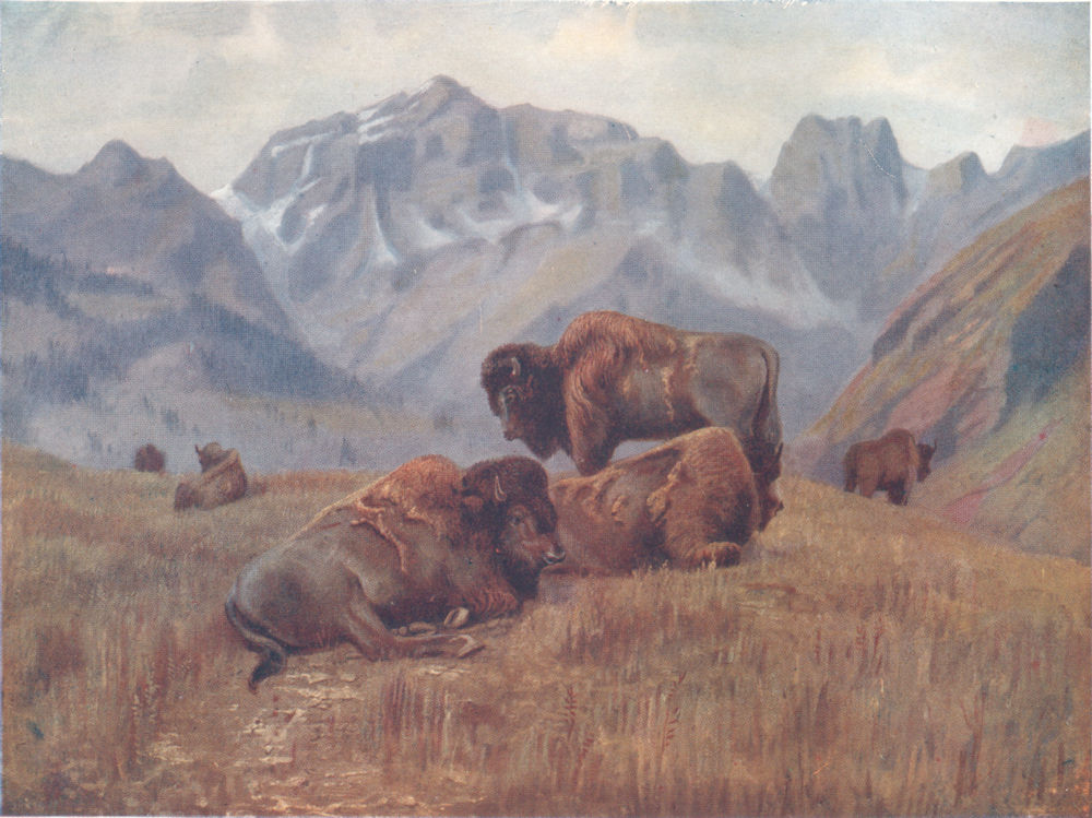 Associate Product CANADA. Prairie Provinces. Buffalo in summer, bow range, Banff 1907 old print
