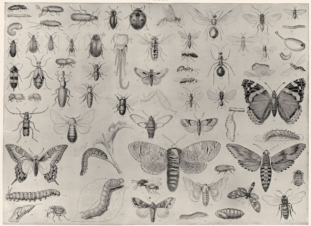 Associate Product ENTOMOLOGY. Beetle ladybird butterfly caterpillar moth bee wasp weevil 1907