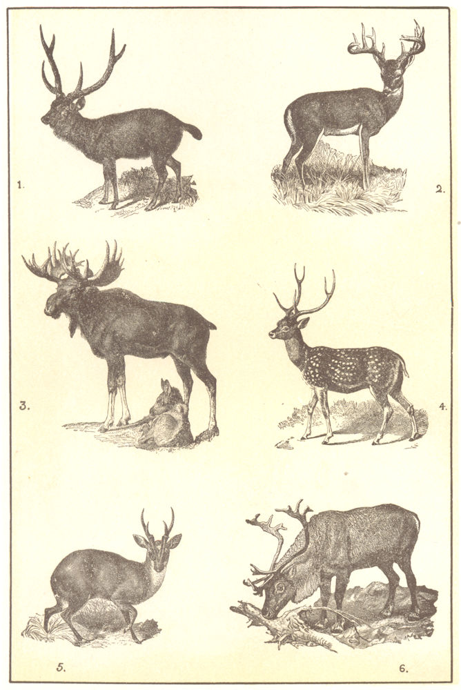 DEER. Sambur; Virginia; Elk; Axis; Muntjac Reindeer 1907 old antique print