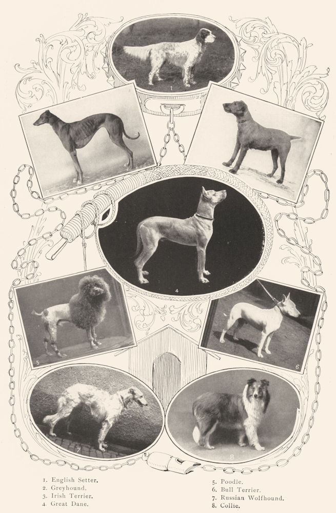 DOGS. Setter Greyhound Irish Bull Terrier Gt Dane Poodle Wolfhound Collie 1907