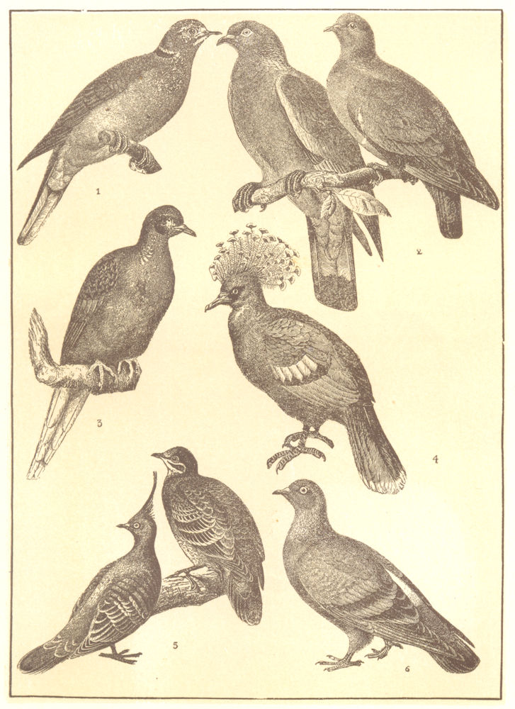 Associate Product DOVES. Turtle Rock crested winged Wood passenger Papuan crowned Pigeon 1907