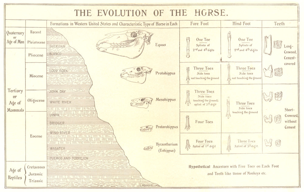HORSES. The Evolution of the Horse 1907 old antique vintage print picture