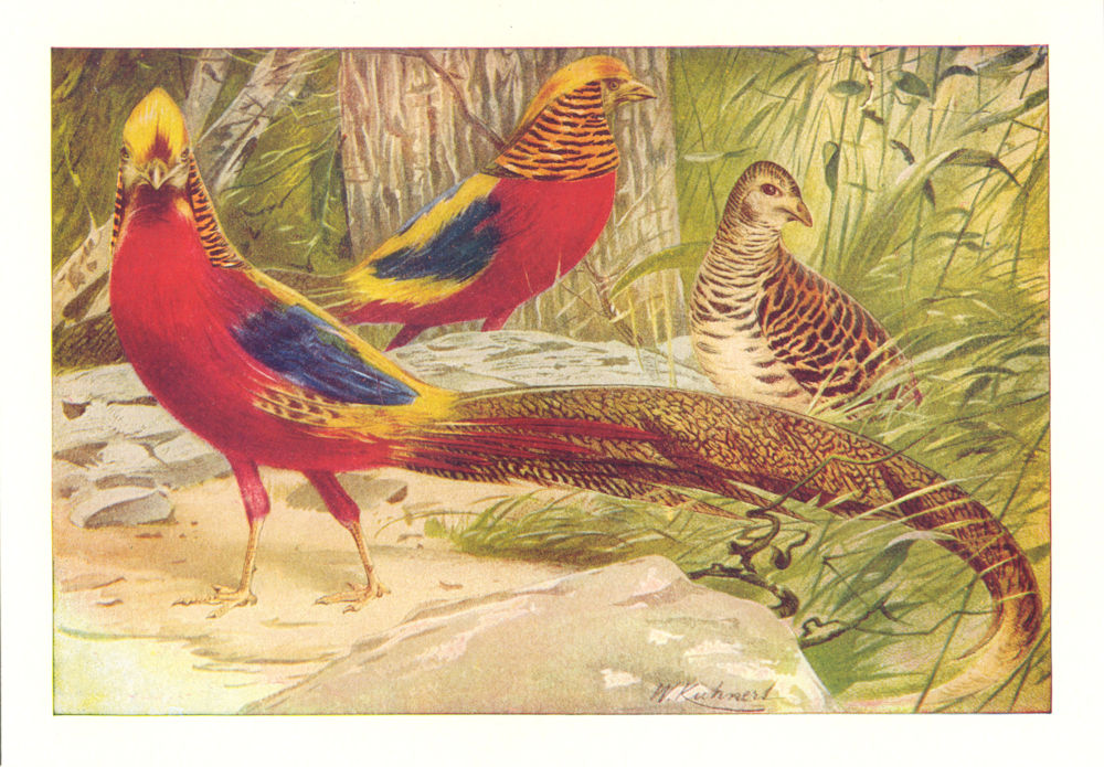 BIRDS. Golden Pheasant 1907 antique vintage print picture