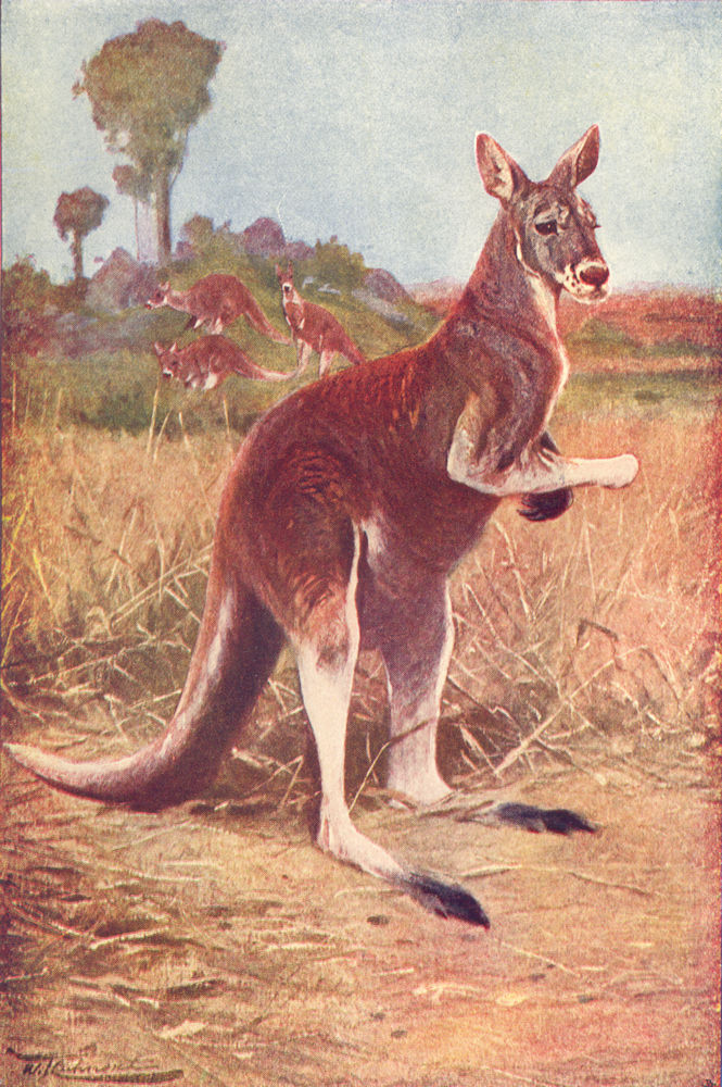 ANIMALS. Giant Kangaroo(Macropus Rufus) 1907 old antique vintage print picture
