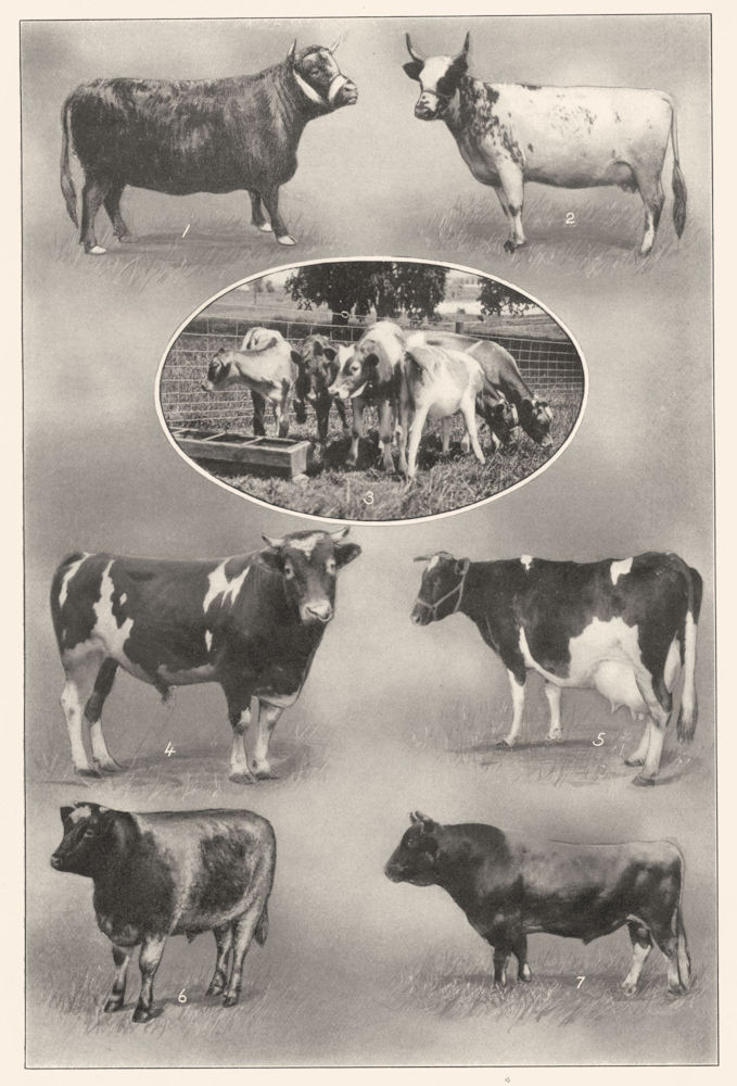 cow. Dexter Heifer Ayrshire Guernsey claves Holstein Shorthorn Jersey Bull 1907