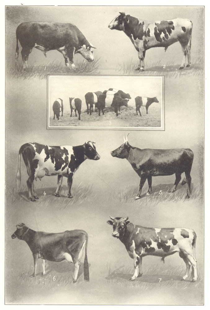 Associate Product COWS. Hereford; Holstein; Dutch-belted claves; Guernsey; Devon; Jersey 1907