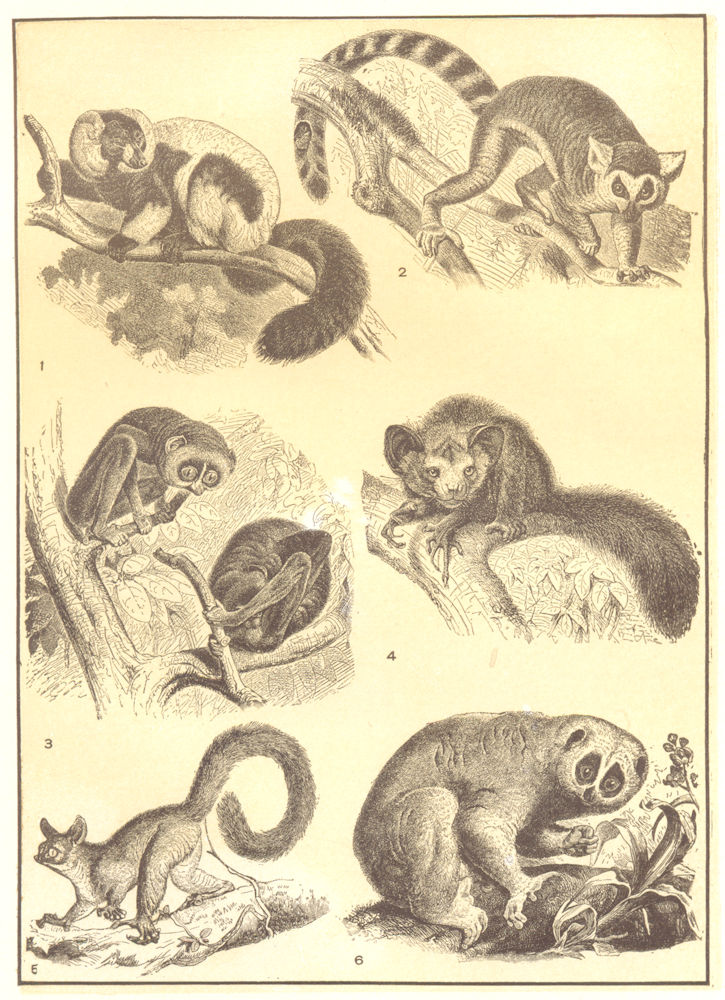 Associate Product PRIMATES. Lemurs. Ruffed Ring-tailed Slender Loris Ayeaye Gt Galago Cmn 1907
