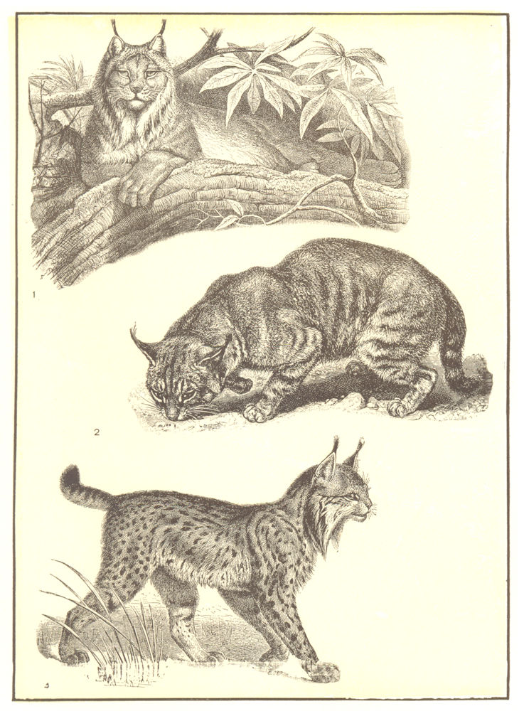 Associate Product CANADA. Lynxes; 1 Canada Lynx; 2 European Lynx; 3 Chaus 1907 old antique print