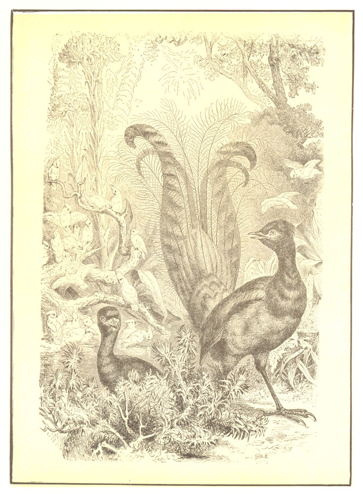 BIRDS. Lyre bird 1907 old antique vintage print picture