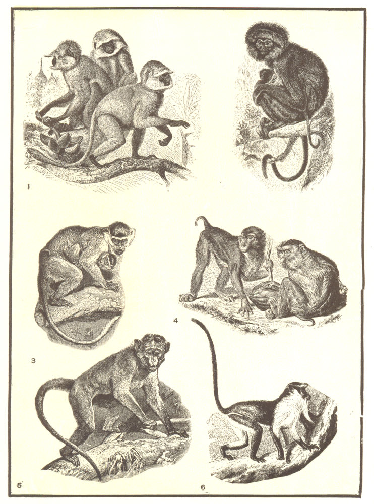 Associate Product PRIMATES. Hanuman monkey; Negro; Green; Pig-tailed; Bonnet macaque; Diana 1907