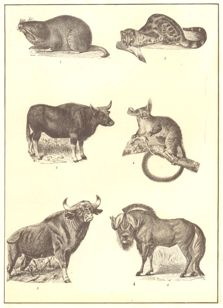 Associate Product ANIMALS. Gopher; Genet; Gayal; Galago; Gaur; White-tailed Gnu 1907 old print