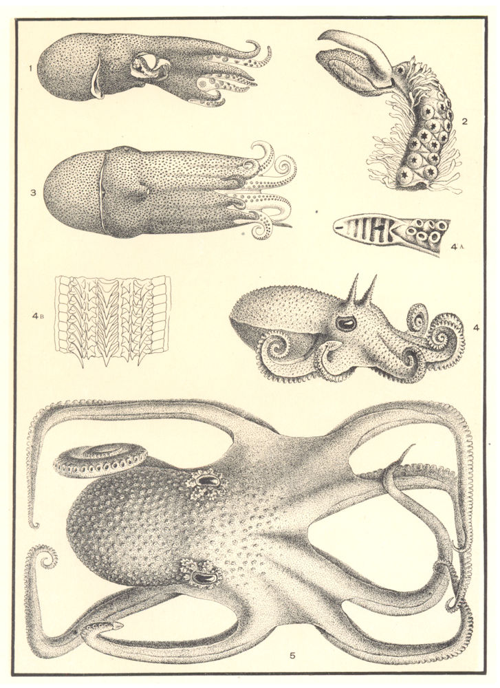 AMERICAN OCTOPODS. Alloposus mollis; Hectocotylized arm, Octopus 1907 print