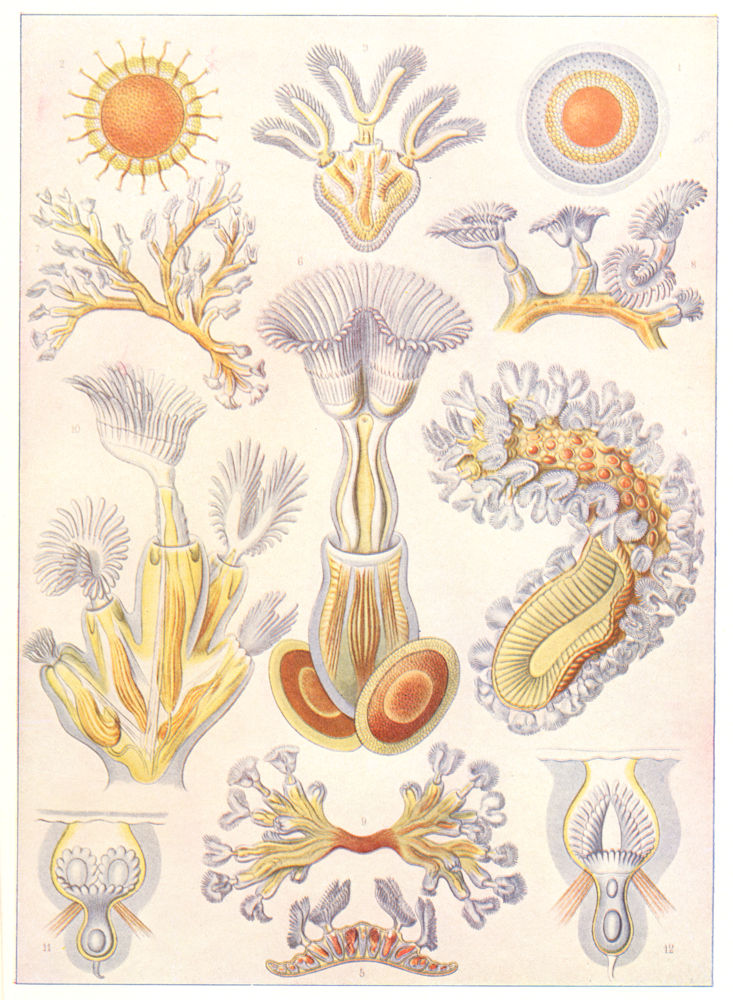 Associate Product POLYZOA. Cristatella mucedo Plumatella repens Lophopus crystallinus 1907 print