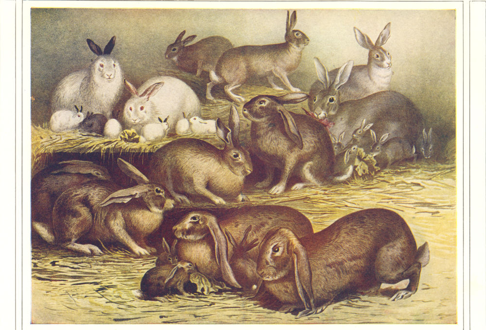 RABBITS. Domestic Rabbit French Lop-Ear Norman Angora (Ankara) 1907 old print