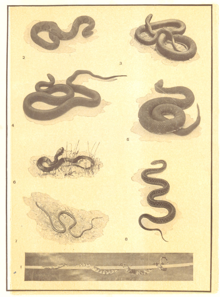 Associate Product SNAKES. Milk Snake Copperhead Blacksnake Rattlesnake Water Ribbon Garter 1907