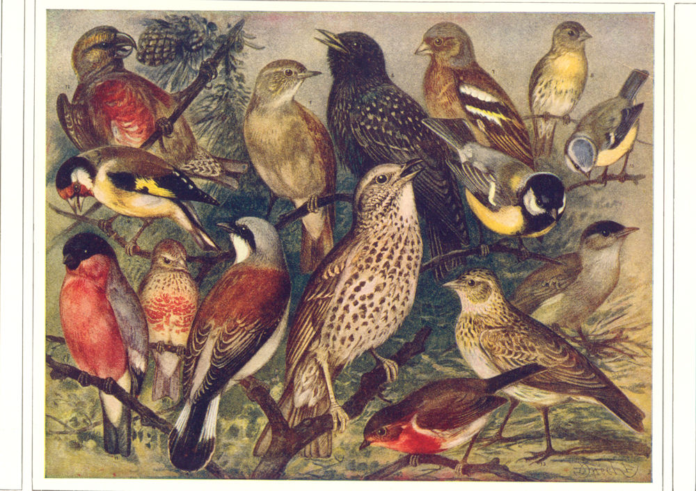 SONG BIRDS. Robin Blackcap Shrike Starling Siskin Goldfinch Linnet Skylark 1907