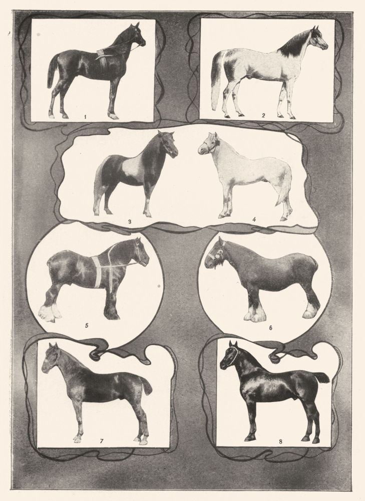 Associate Product HORSES. Arabian; Stallion; Shetland Pony; Welsh; Shire; Clydedale Gelding 1907