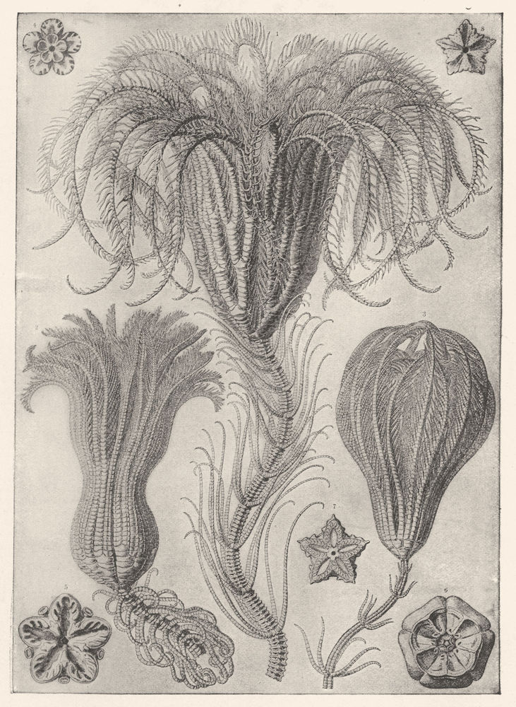 CRINOIDS. Metacrinus angulatus Pentacrinus Maclearanus Wyville-Thompsonli 1907