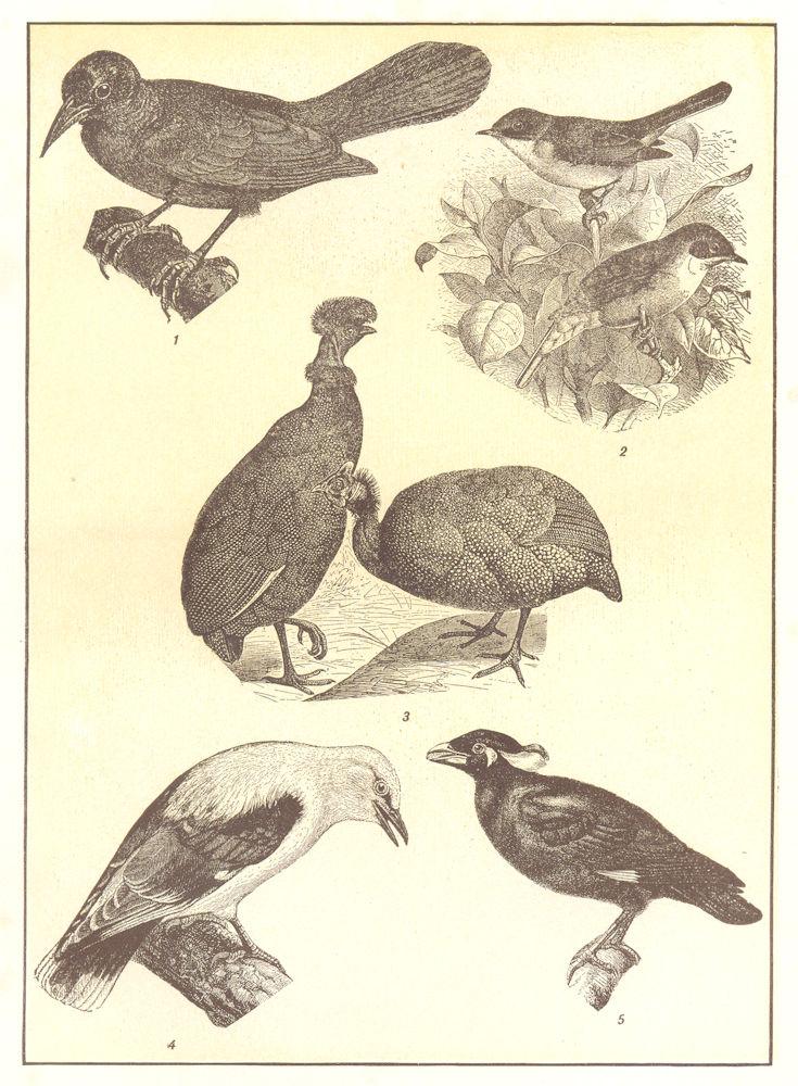 Associate Product GUINEA. Guide-bird; garden warblers; Hens; European Golden Oriole; Grakle 1907