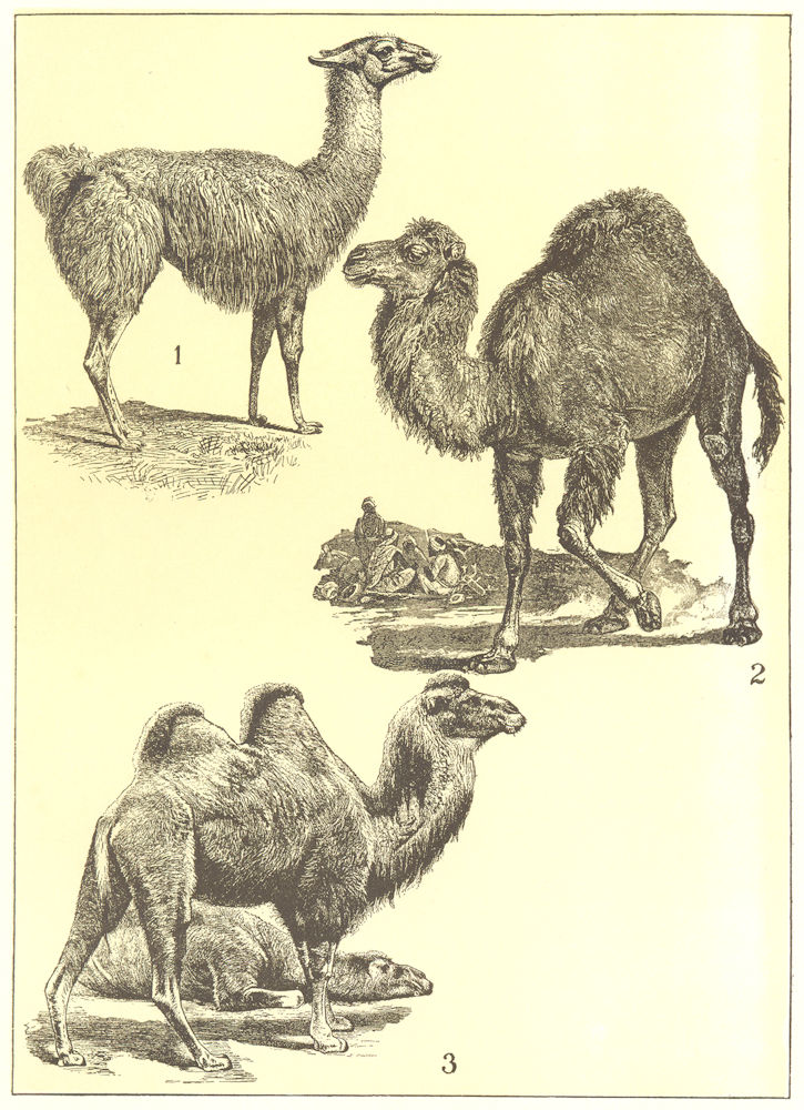 ANIMALS. Camelidae; 1 Guanaco; 2 Dromedary; 3 2-humped camel 1907 old print