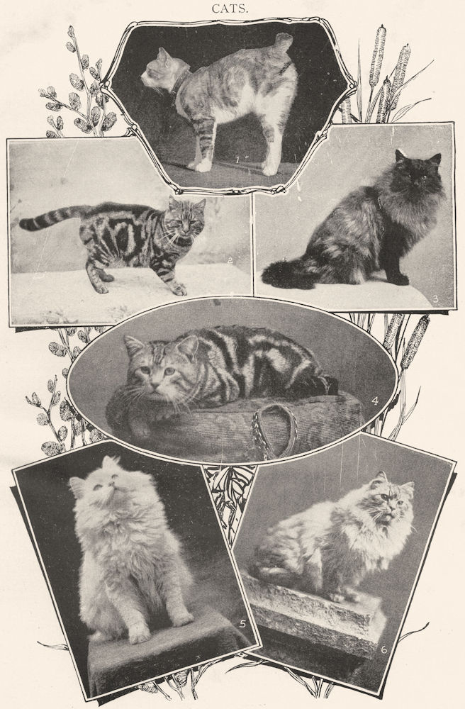 CATS. 1 Manx; 2 Brown tabby; 3 Smoke Persian; 4 Silver; 5 White; 6 Shaded 1907