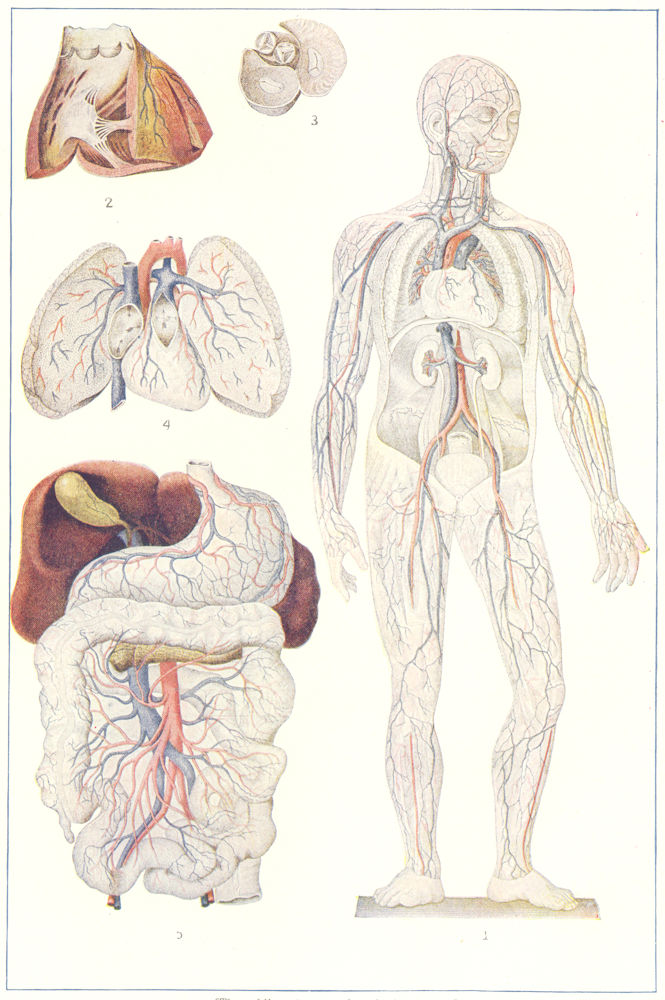 CIRCULATORY SYSTEM. Human body; heart; blood, lungs, digestive tract 1907