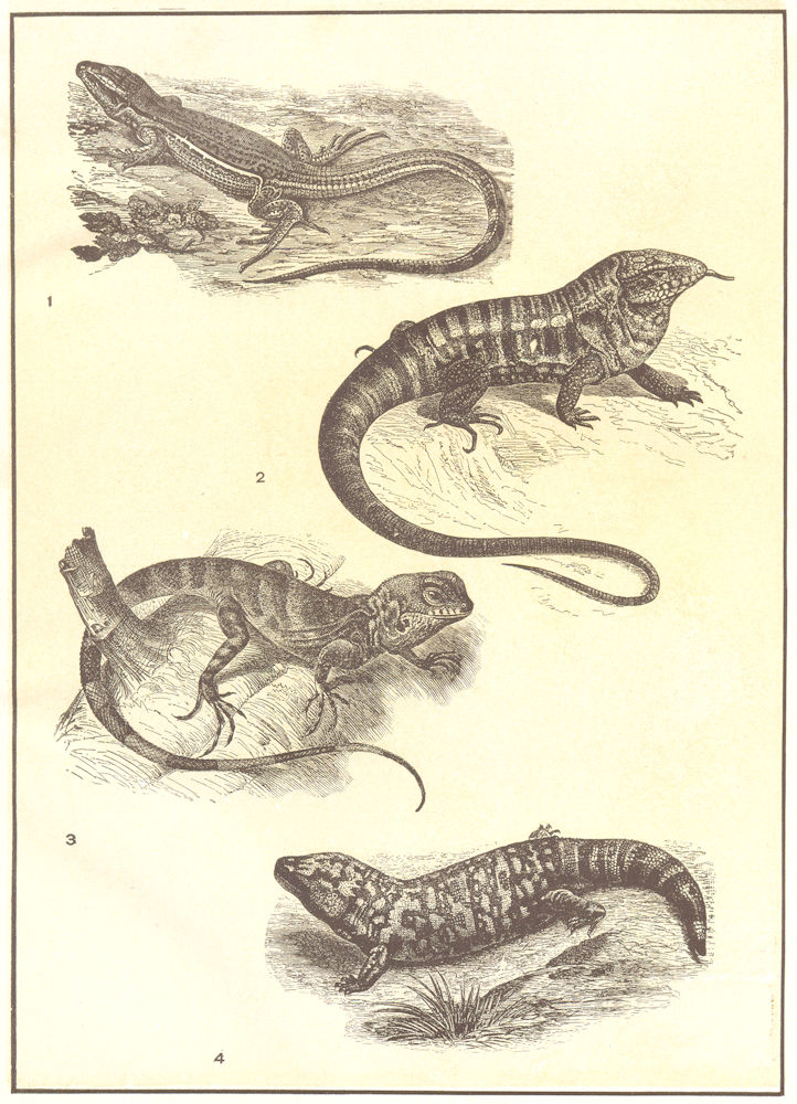 Associate Product AMERICAN LIZARDS. Uraniscodon umbra; Teju; Surinam ameiva; Gila monster 1907