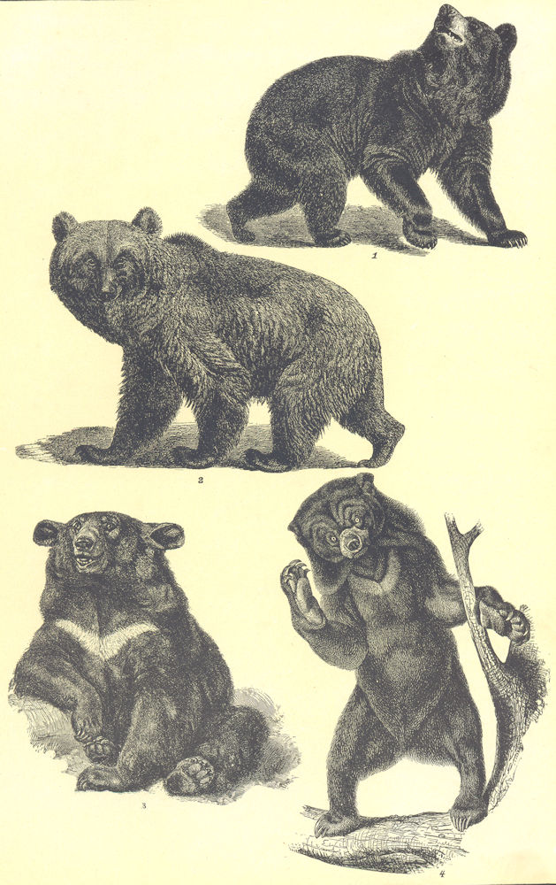 Associate Product BEARS. Black Bear Ursus Americanus Brown Arctos Himalayan Torquatus Malay 1907