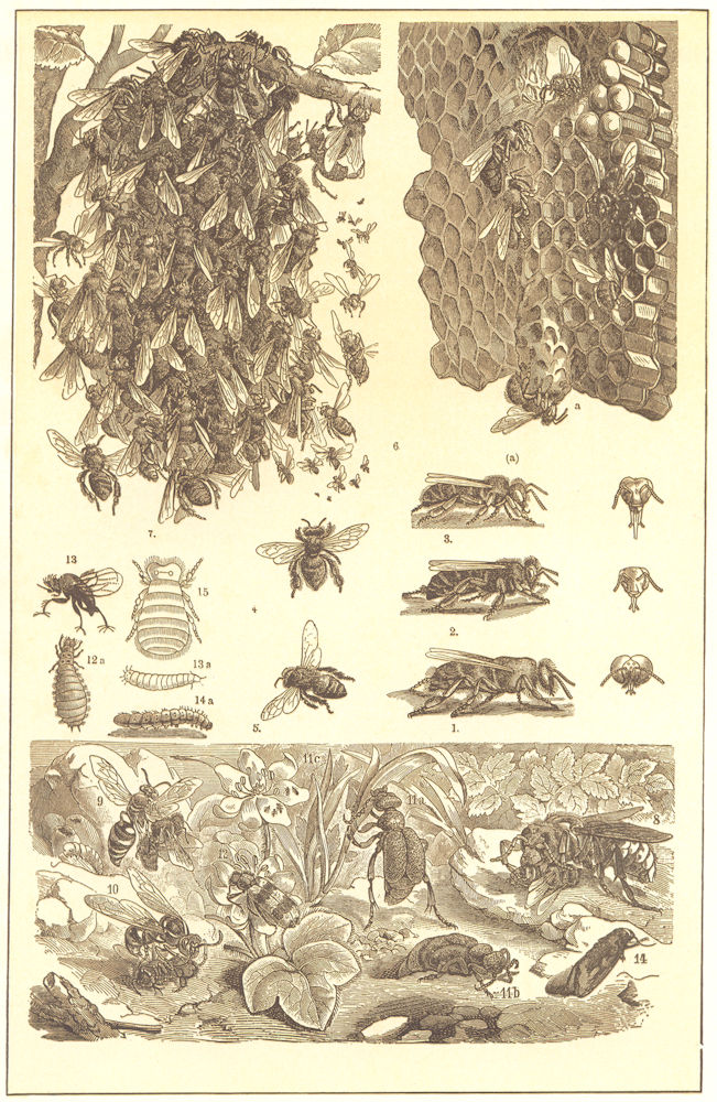 BEES. Drone Queen Worker Italian Egyptian Comb swarm Hornet wolf Wasp worm 1907