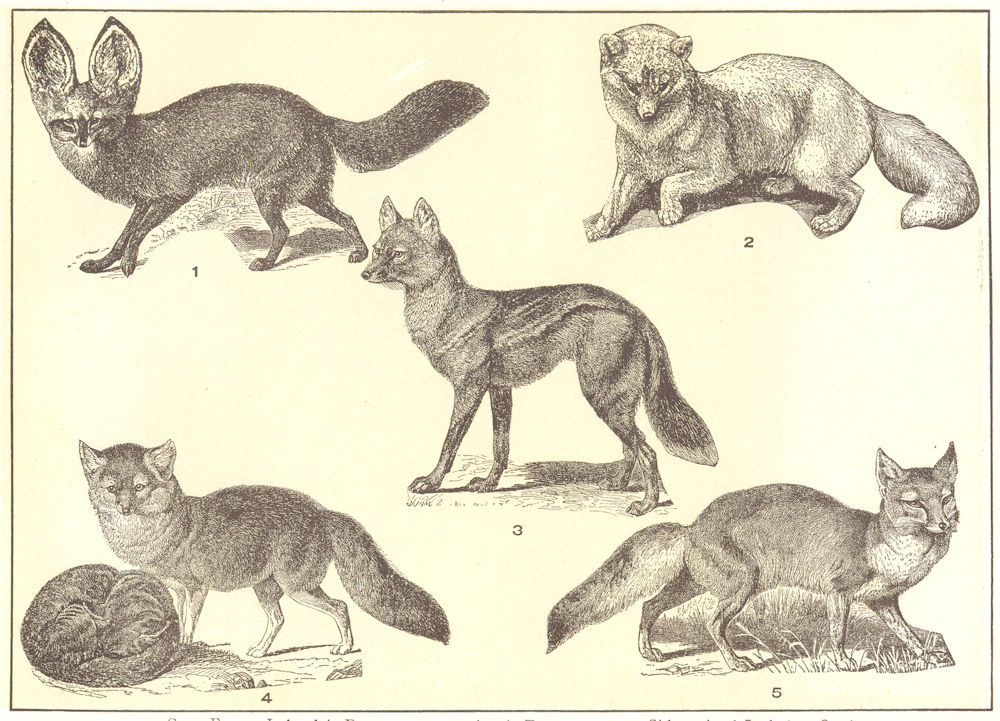Associate Product FOX. Cape Lalande's Dog; Arctic; Side-striped Jackal Quaha; Silver; Corsac 1907