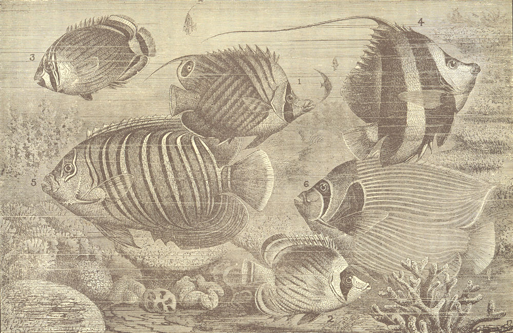 Associate Product SPINY-FINNED FISHES CHAETODONTIDAE. Banner Coral Clipp Lash Prince Emperor 1907