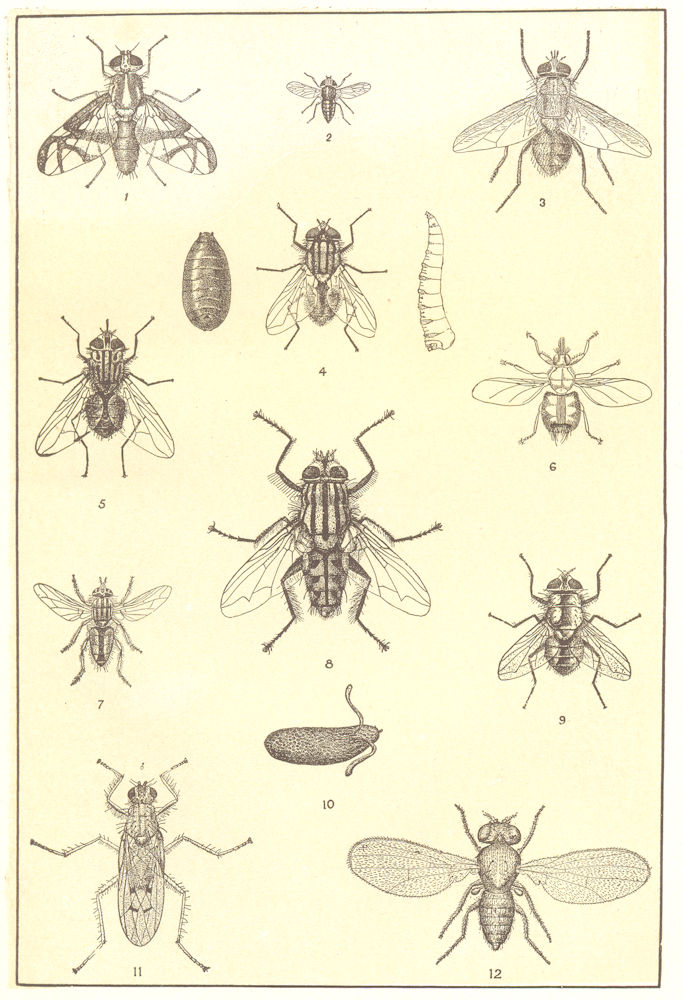 FLIES. House stable garden Apple-worm forest meat flesh pomace dung gadfly 1907