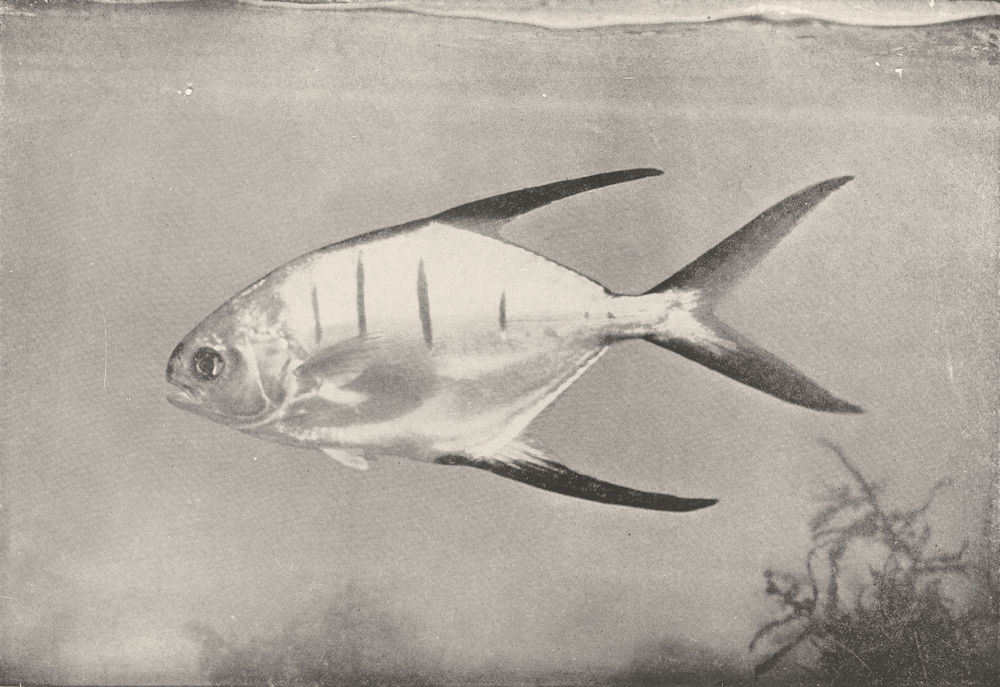 Associate Product FISH. Old wife; This is a near cousin of the famous Pompano 1907 print