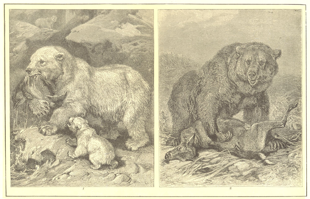 Associate Product BEARS. Polar Bear(Ursus maritimus); Grizzly(horribilis) 1907 old antique print