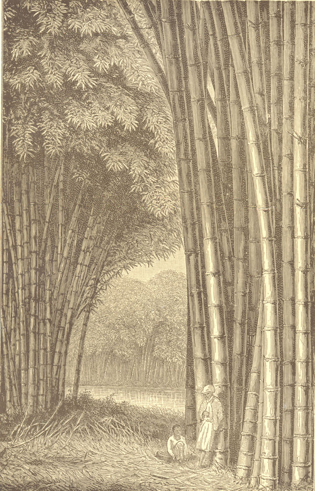 Associate Product INDONESIA. Bamboo Grove in Java 1907 old antique vintage print picture