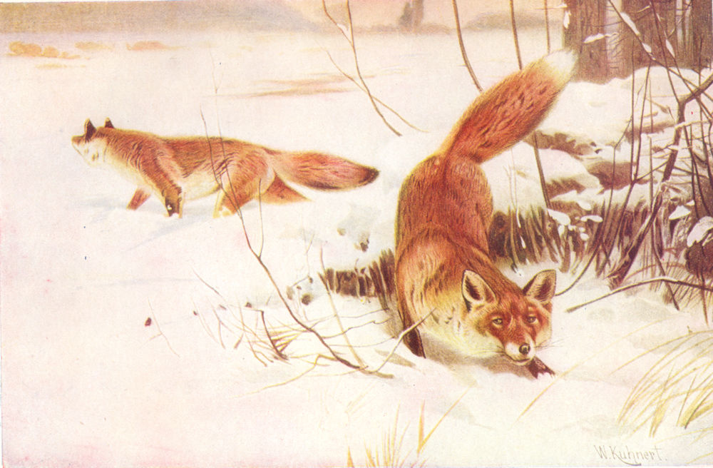 FOXES. Red Fox 1907 old antique vintage print picture
