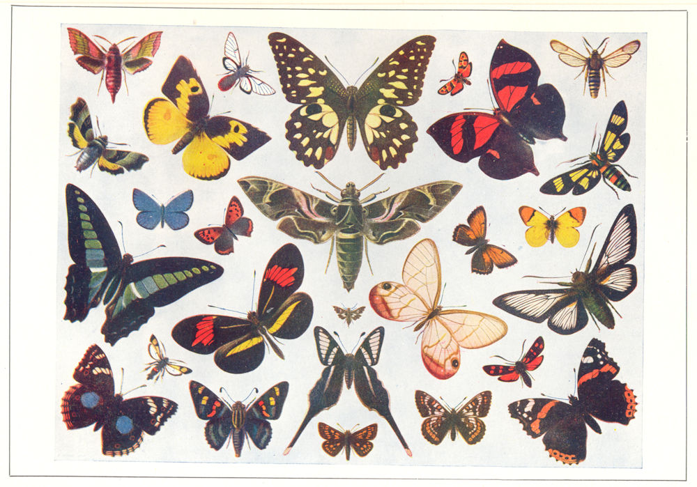 Associate Product LEPIDOPTERA. Butterflies and Moths 1907 old antique vintage print picture