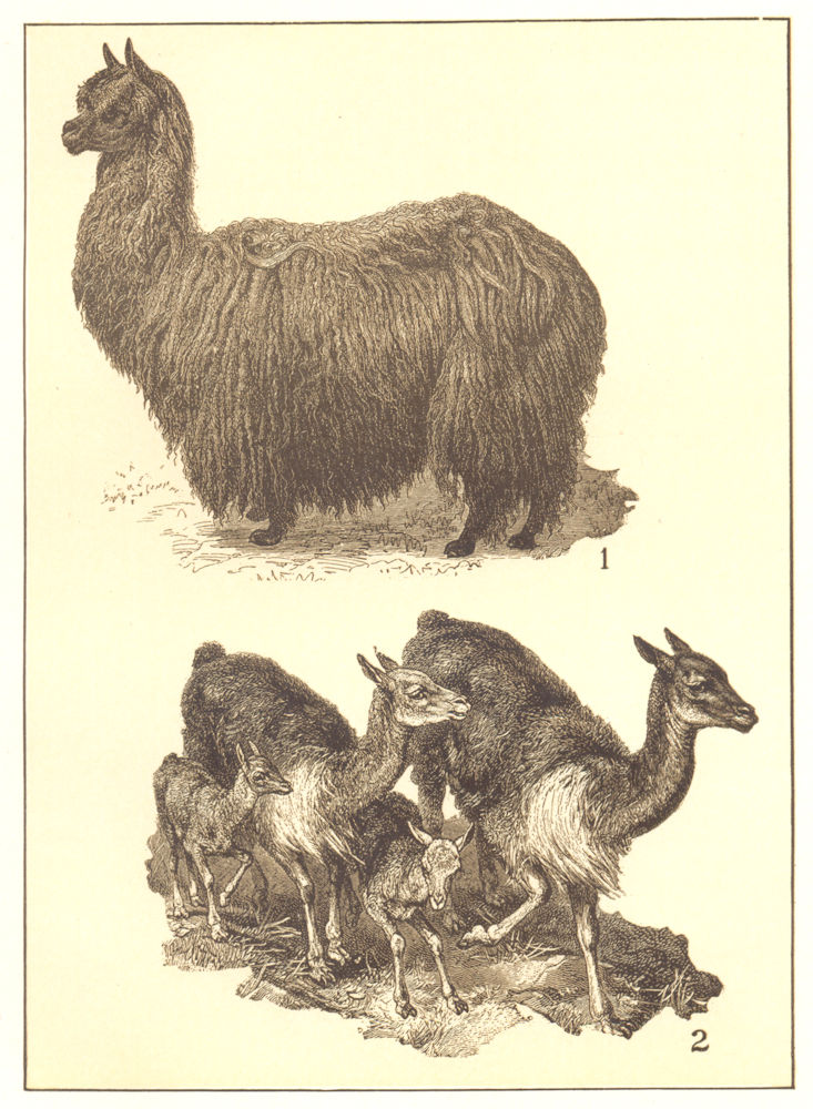 ANIMALS. Camelidae; 1 Alpaca; 2 Vicuna 1907 old antique vintage print picture