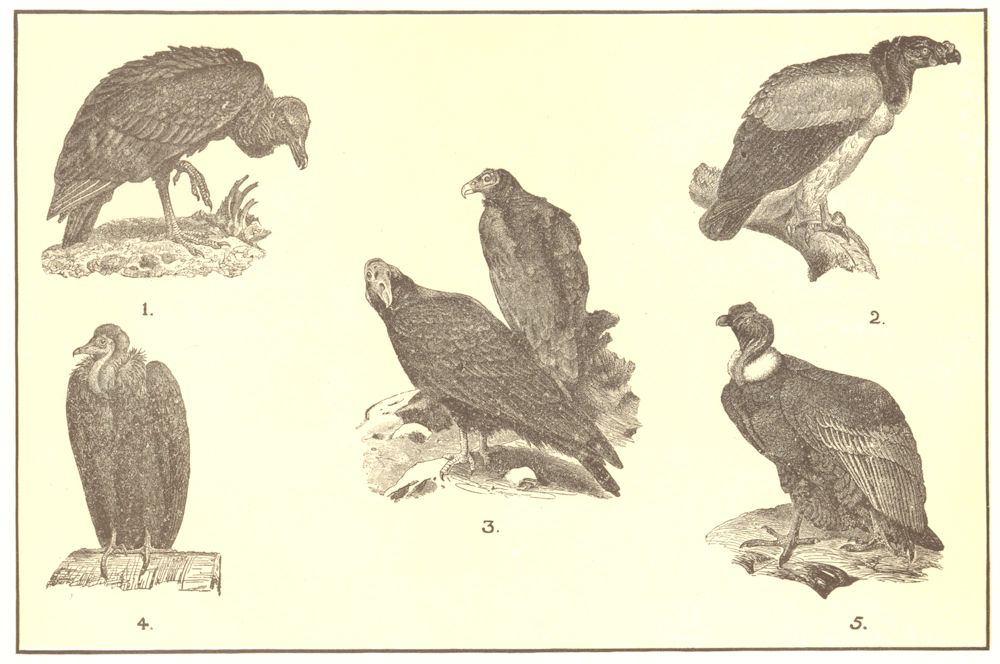 Associate Product BIRDS OF PREY. Carrion Crow King Vulture Turkey Buzzard Pileated Condor 1907