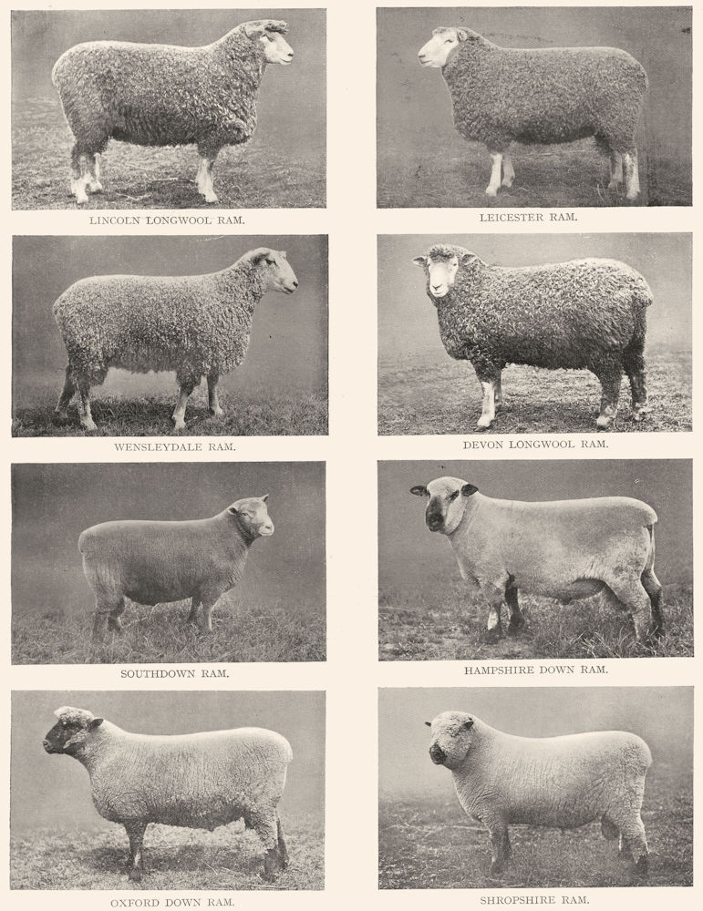 Associate Product BRITISH SHEEP BREEDS. Lincoln Leicester Devon Southdown Hants Oxford Shrops 1910